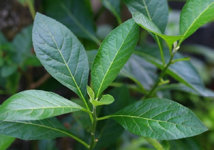 The best leaf blowers are powerful enough to also blow grass, debris, and snow as well as leaves. Bitter Leaf 10 Side Effects Of Bitter Leaf Juice Water Take You Through